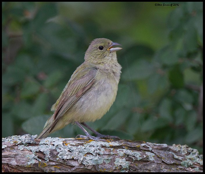 _6SB2613 immature painted bunting.jpg